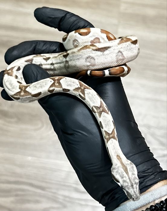 Боа (Boa Constrictor)