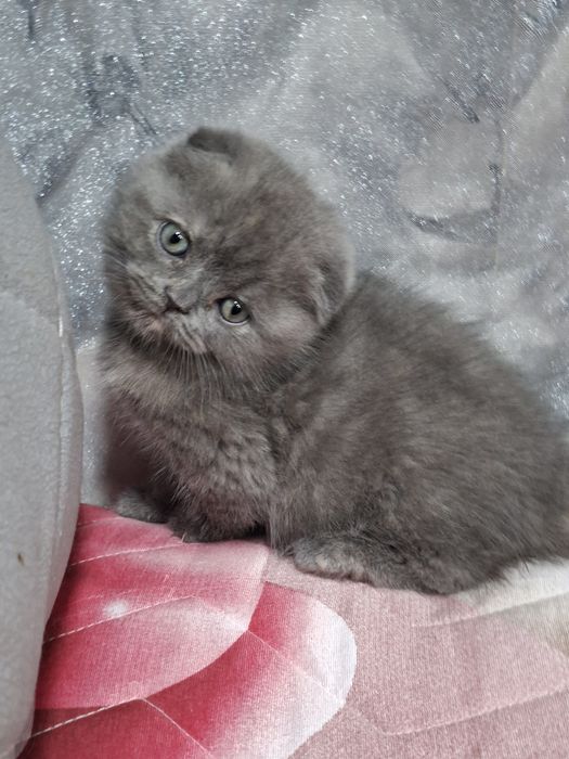 Продаётся последняя девочка скоттиш фолд