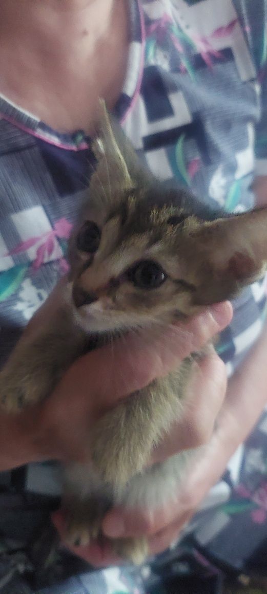 Котята 2 месяца.
