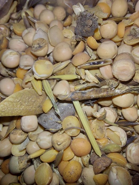 Горох фуражный кормавой