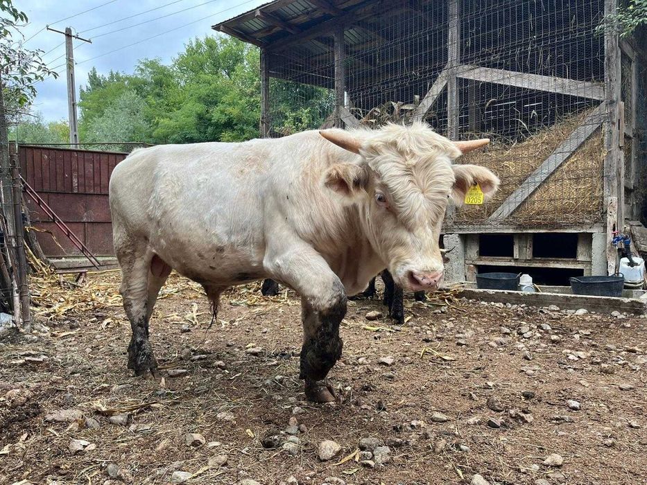 Taur de 1 și două luni,vaca de 2 ani ,pentru prăsilă ,9000 negociabil.