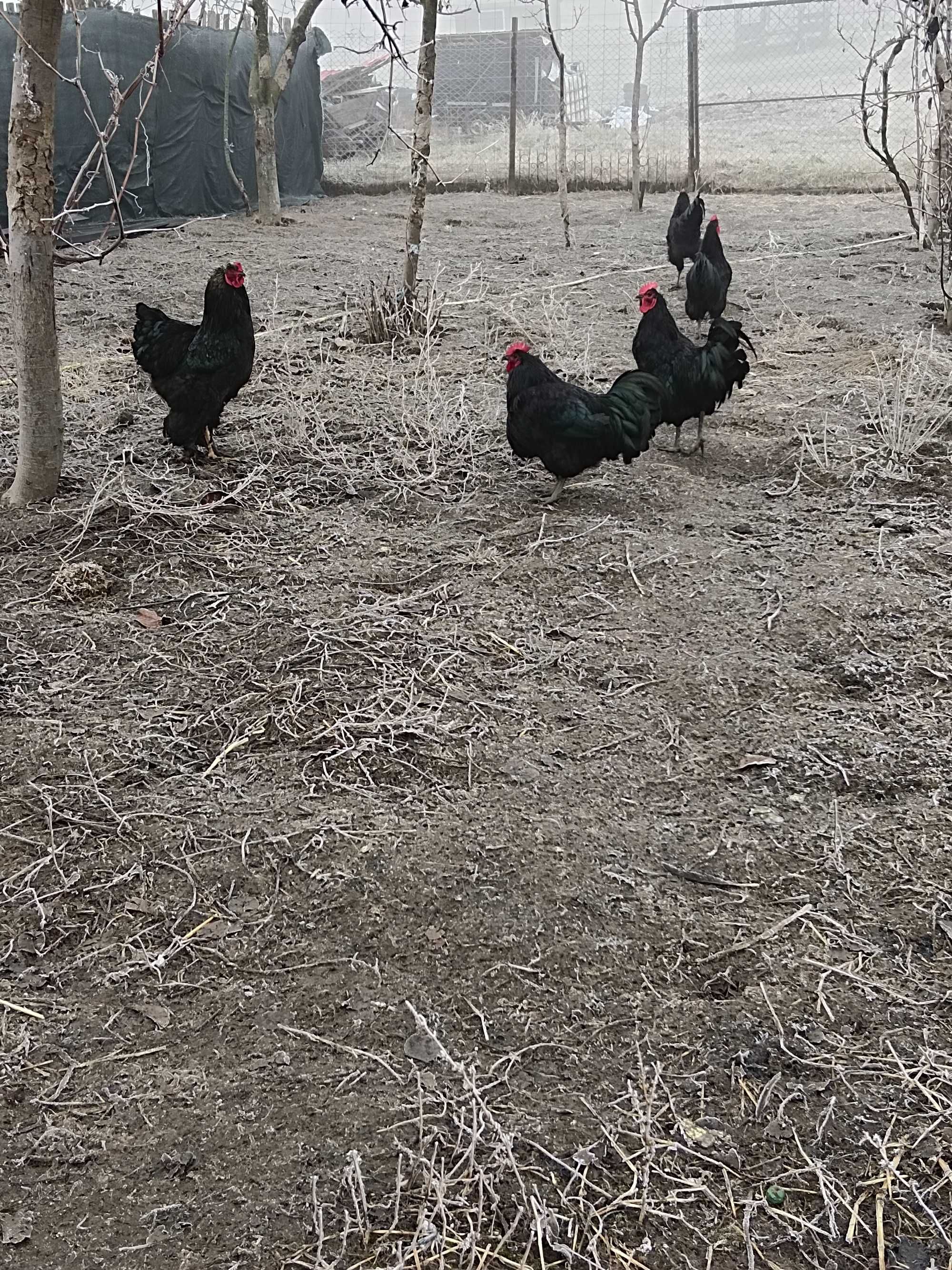 Cocosi austrolop sau ouă găini 6 lei buc rasa austrolop.