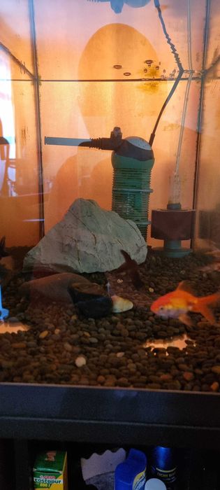 Аквариум EHEIM AquaStar 54 LED + поставка + оборудване