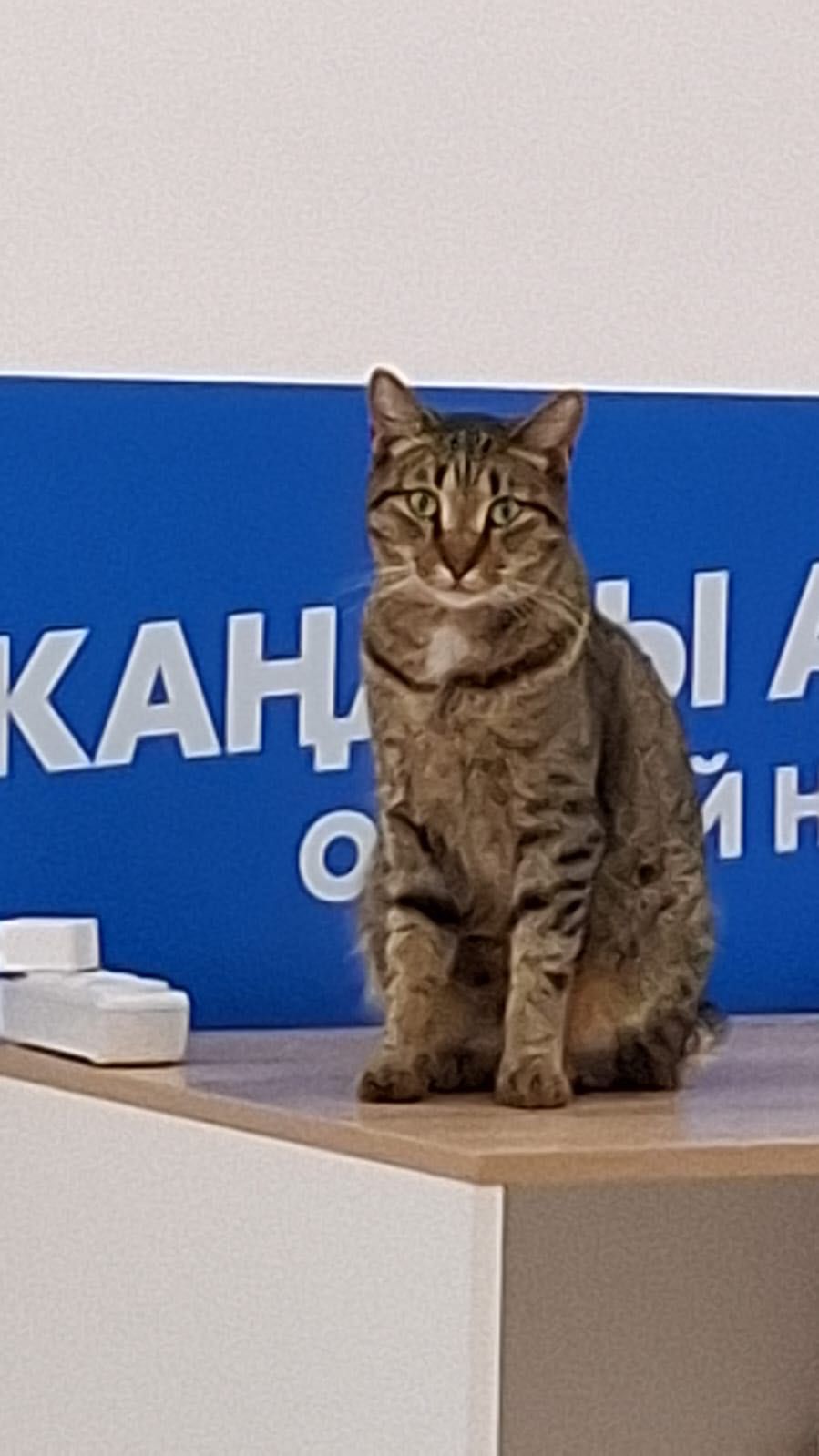 Статная кошка только  для избранных