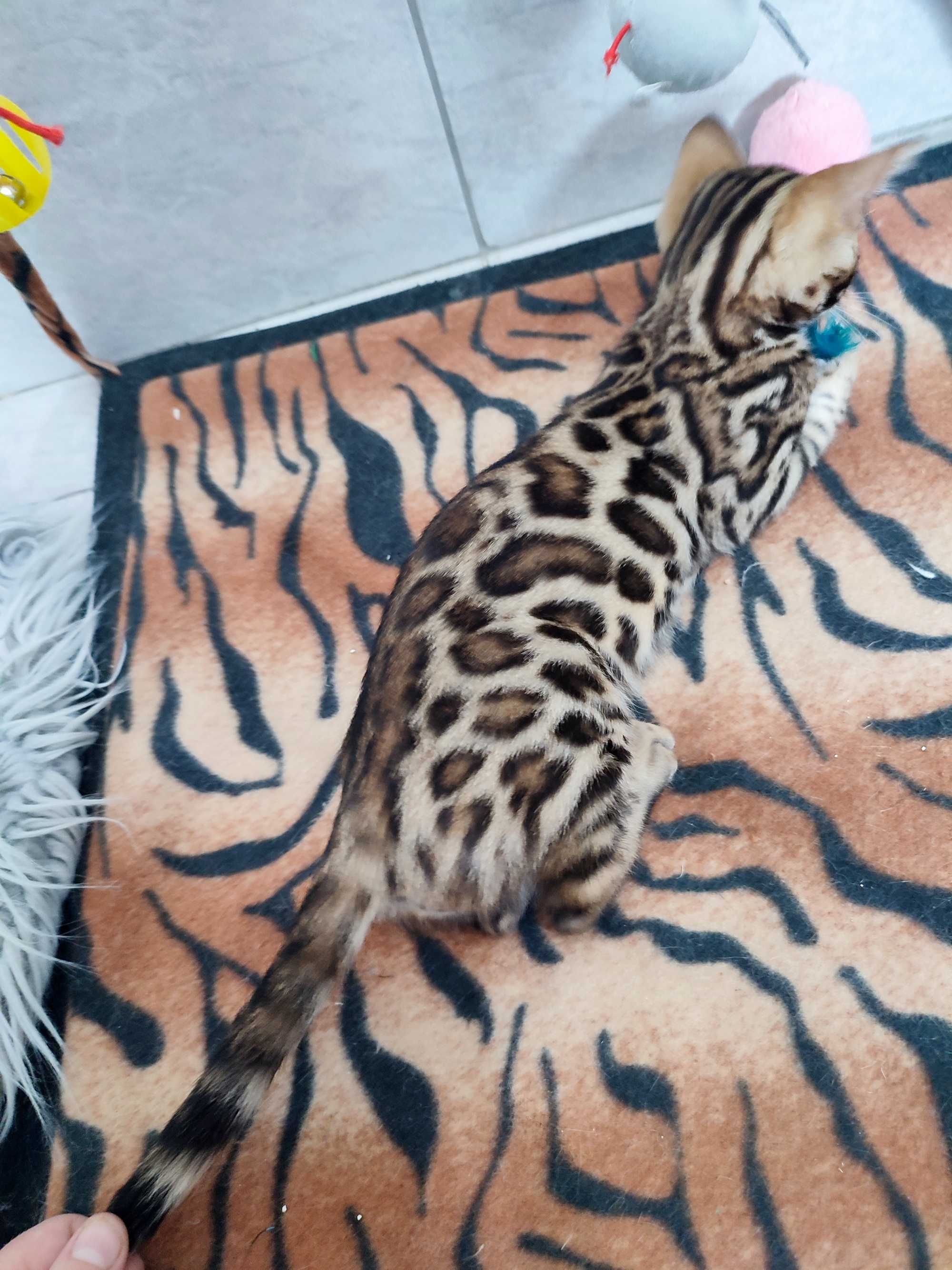 Pisicuta bengal cu pedigree