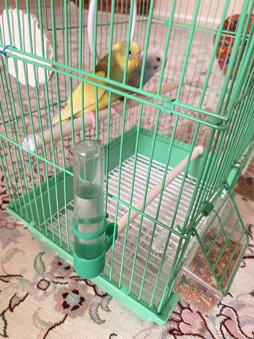 Продается красивые волнистые попугаи, с кормом и клеткой.
