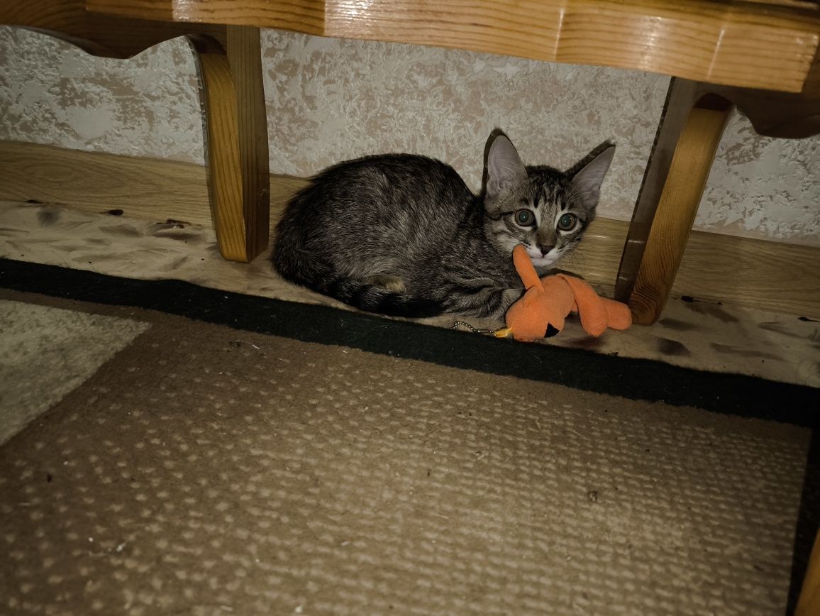 Отдам котенка в добрые руки. Котенку 2 месяца уже кушает. К лотку приу