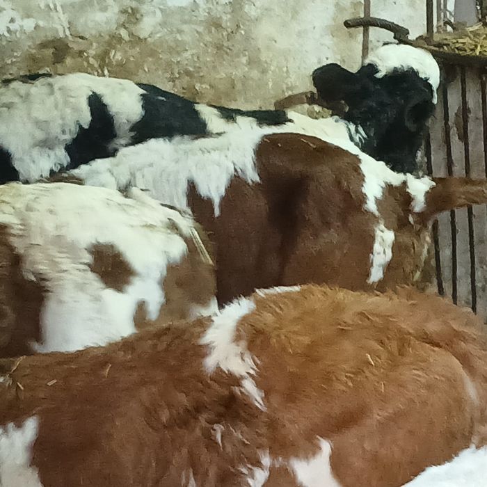 Taurasi și vitele baltati