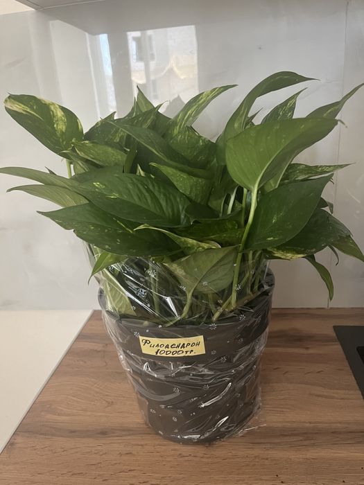 красивые цветы, букет