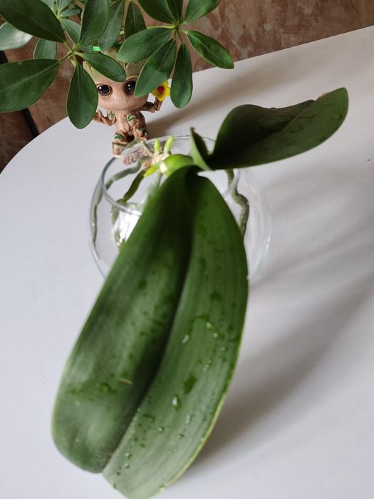 Орхидея - отросток