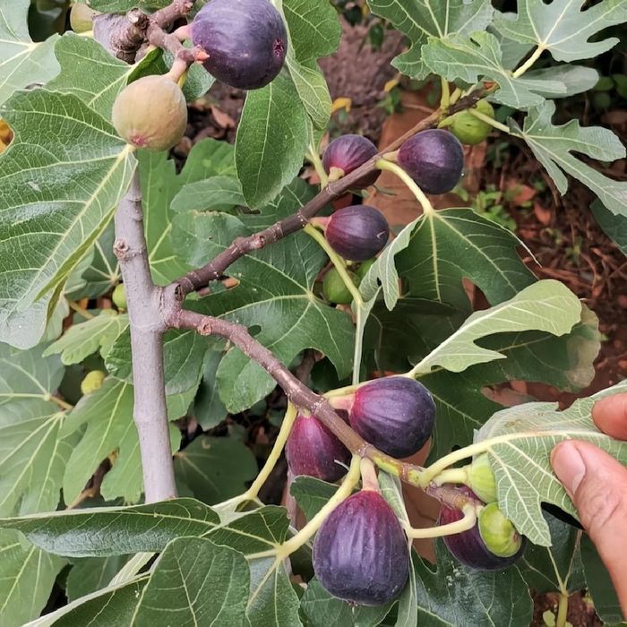 Smochin (Black Mission )