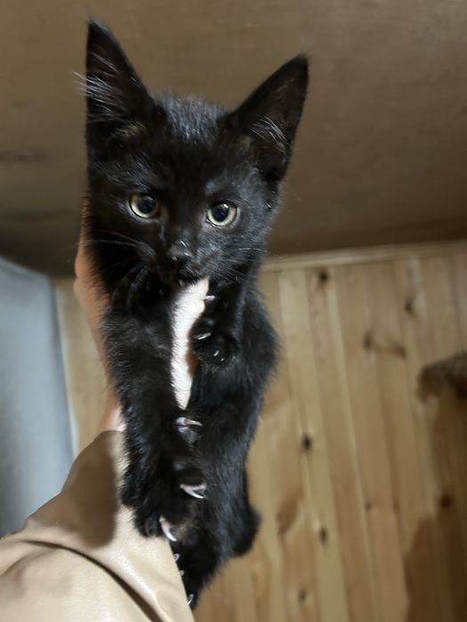 Котенок ищет дом