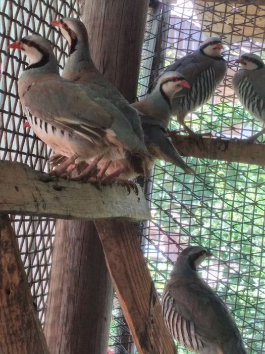 Срочно. Кеклик взрослые молодняк этого года