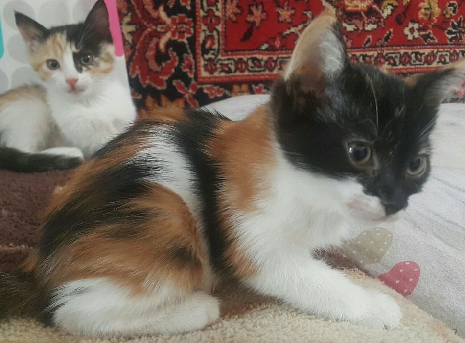 Продаются котята.