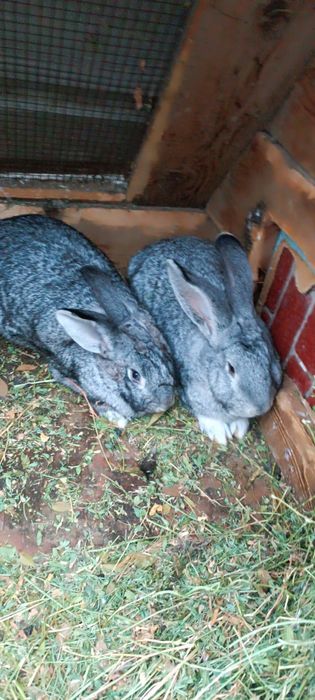 Продам кролик по 8 тс