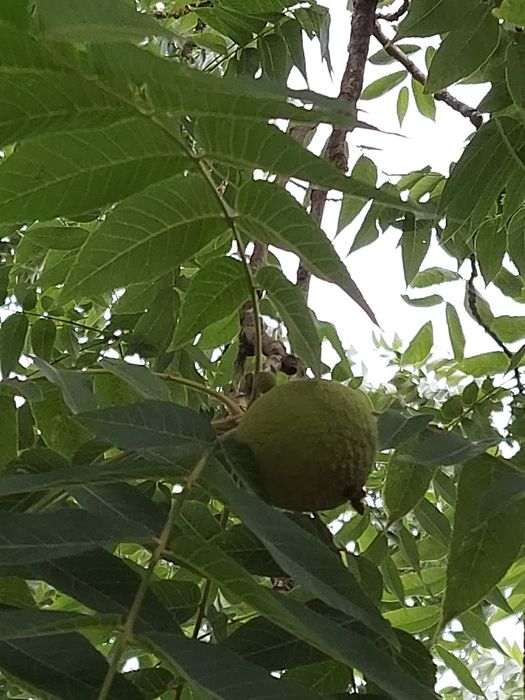 Puiet nuc negru american Juglas Nigra (Black Wallnut)