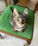 Toby - cel mai dulce si lipicios motanel, pt adoptie