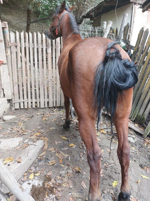 Vând iapa de 7 anii !