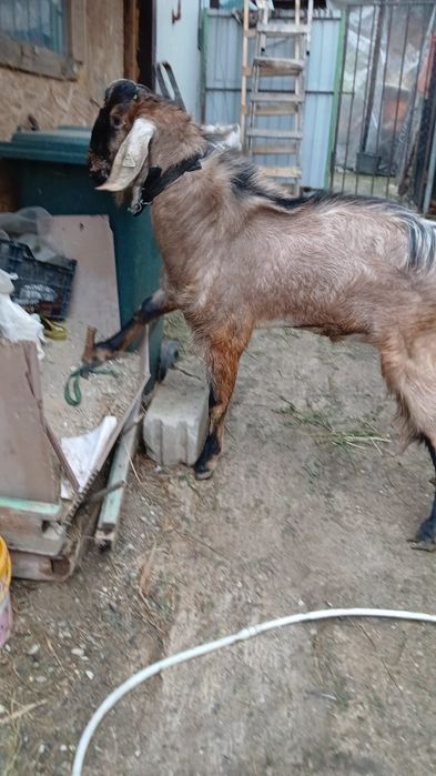 Vând țap anglonubian