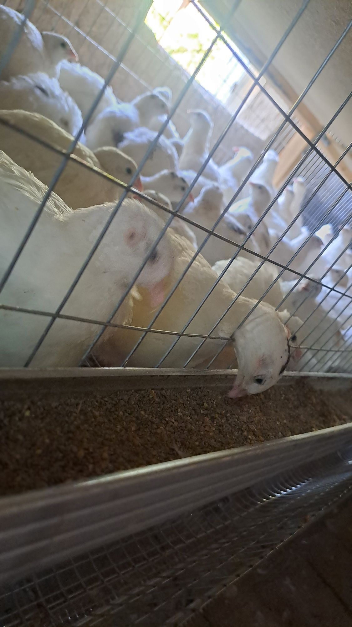 Bedana belliy gigant zotli urug‘langan tuxumlari bor