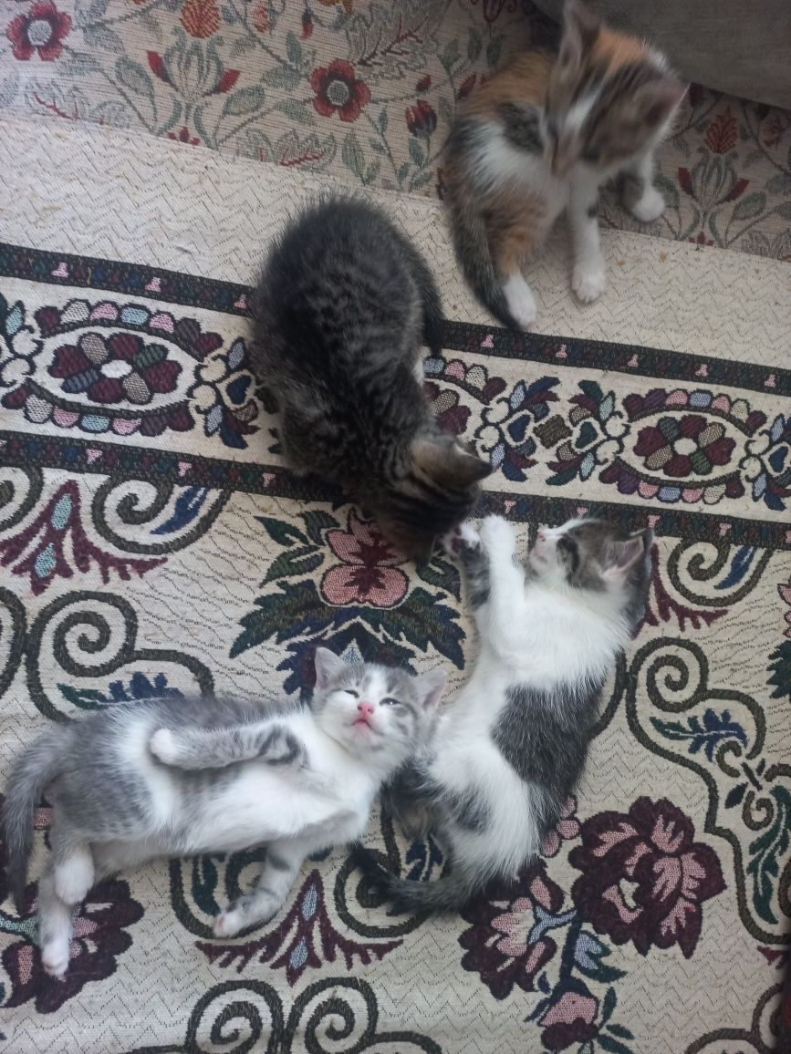 отдам котят в добрые руки