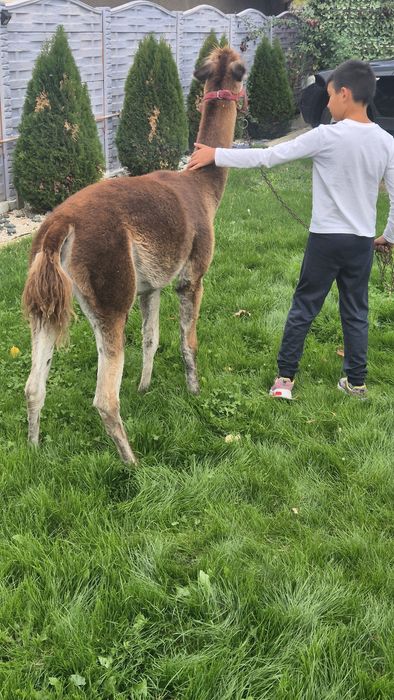 Mascul lama si mascul alpaca