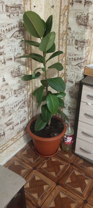 Продам цветок фикус большой