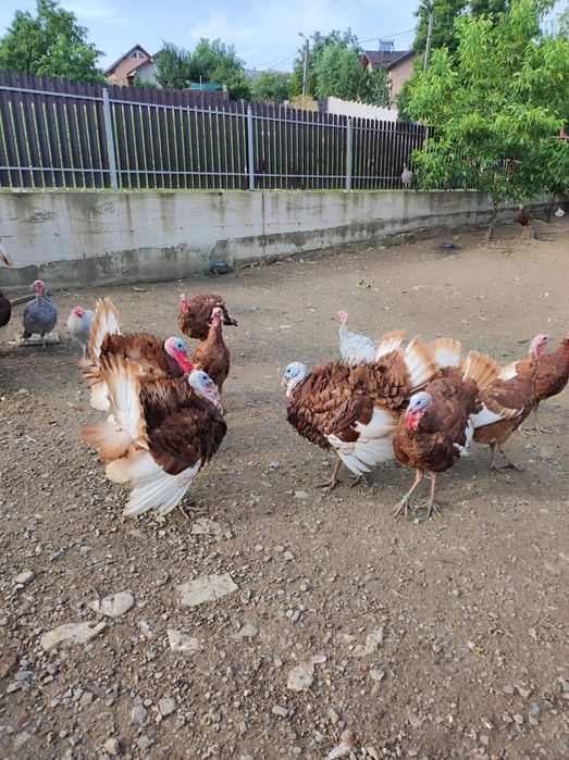 Curcani și curci Red bourbon