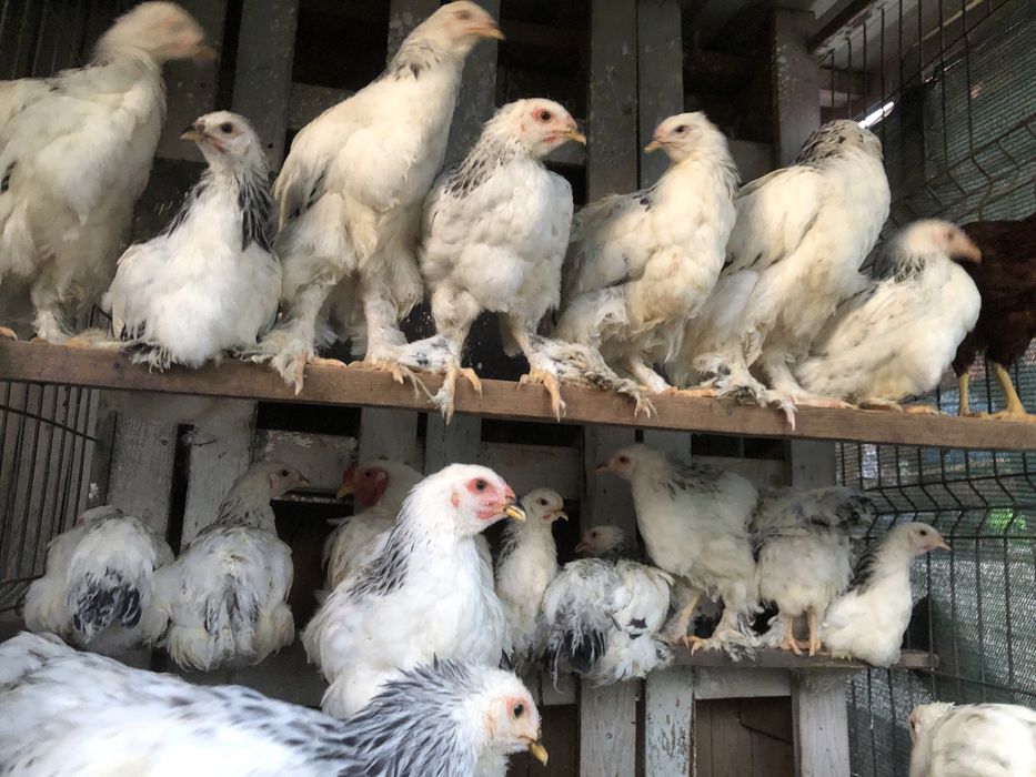 Pui de 10 luni de rasa mare