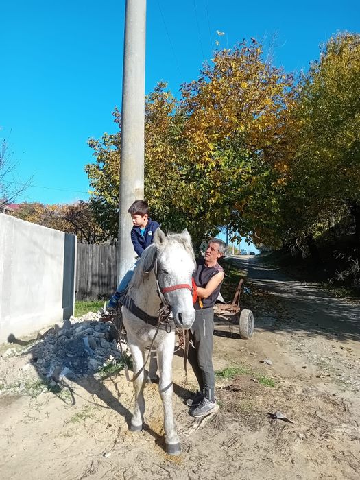 De vanzare cal bland