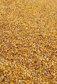 Porumb boabe 1 lei/kg