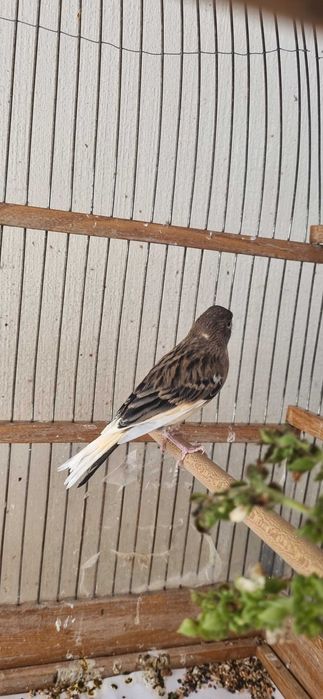 Молодые самцы-кенары Арлекины (мозаик)/ Молодой Арлекин (мозик)