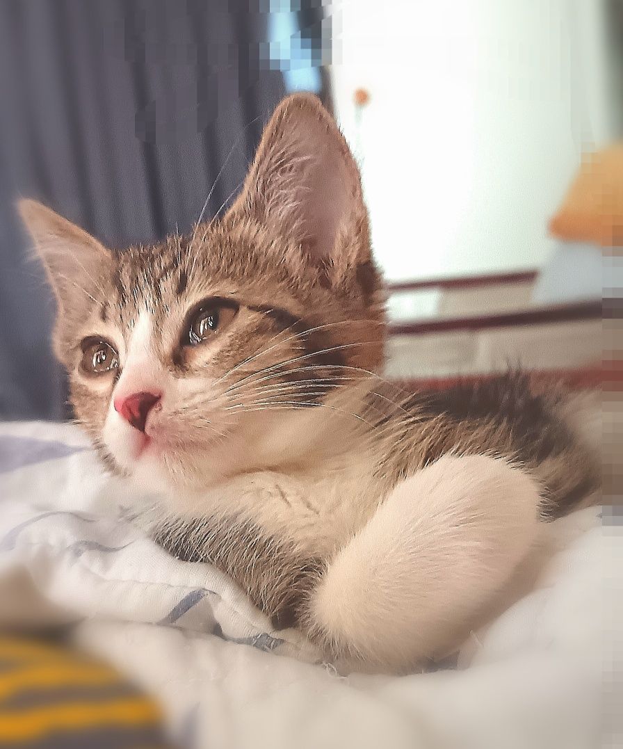 Котенок (мальчик)