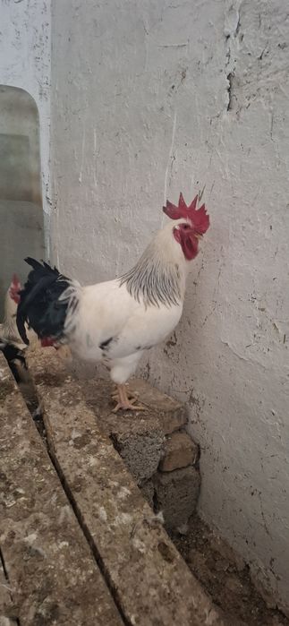 Адлер йошга толган хорозлари