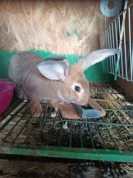 Doua iepuroaice 3luni și jumatate