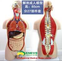 Анатомическая муляж человека или органа человека доставка из Китая