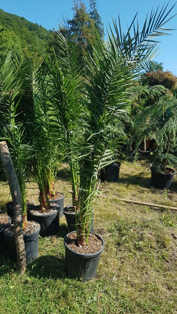 Gazon rulou/plante de grădină