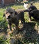 ofer cațelusi spre adoptie