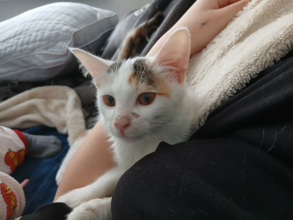 отдам в добрые руки