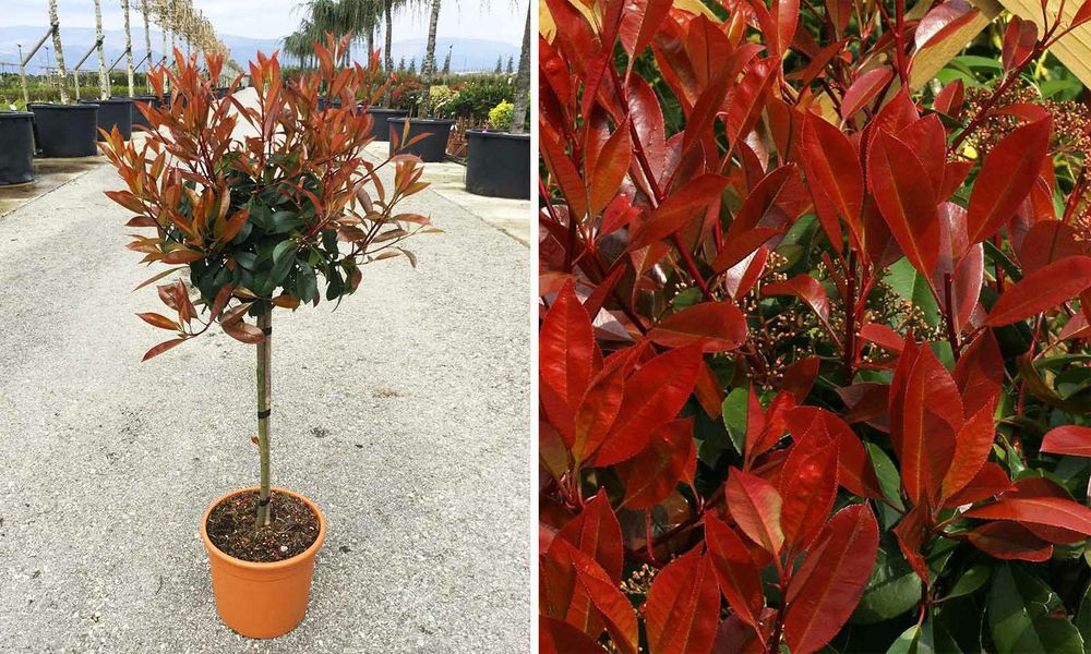 Photinia Globulara la Ghiveci