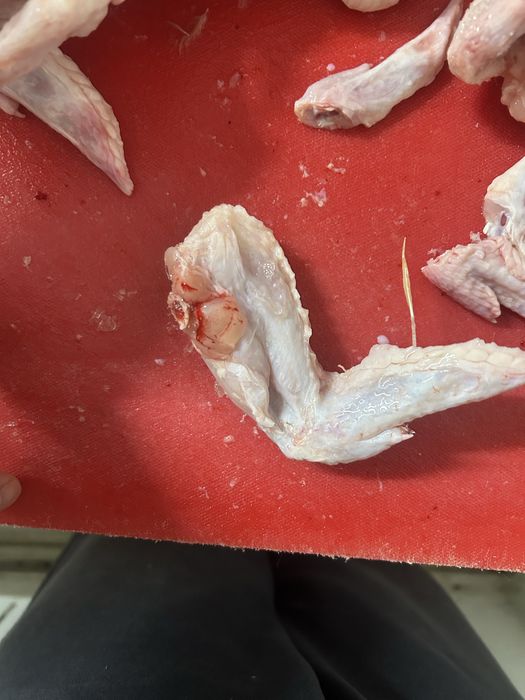 Корм для сабак кошек