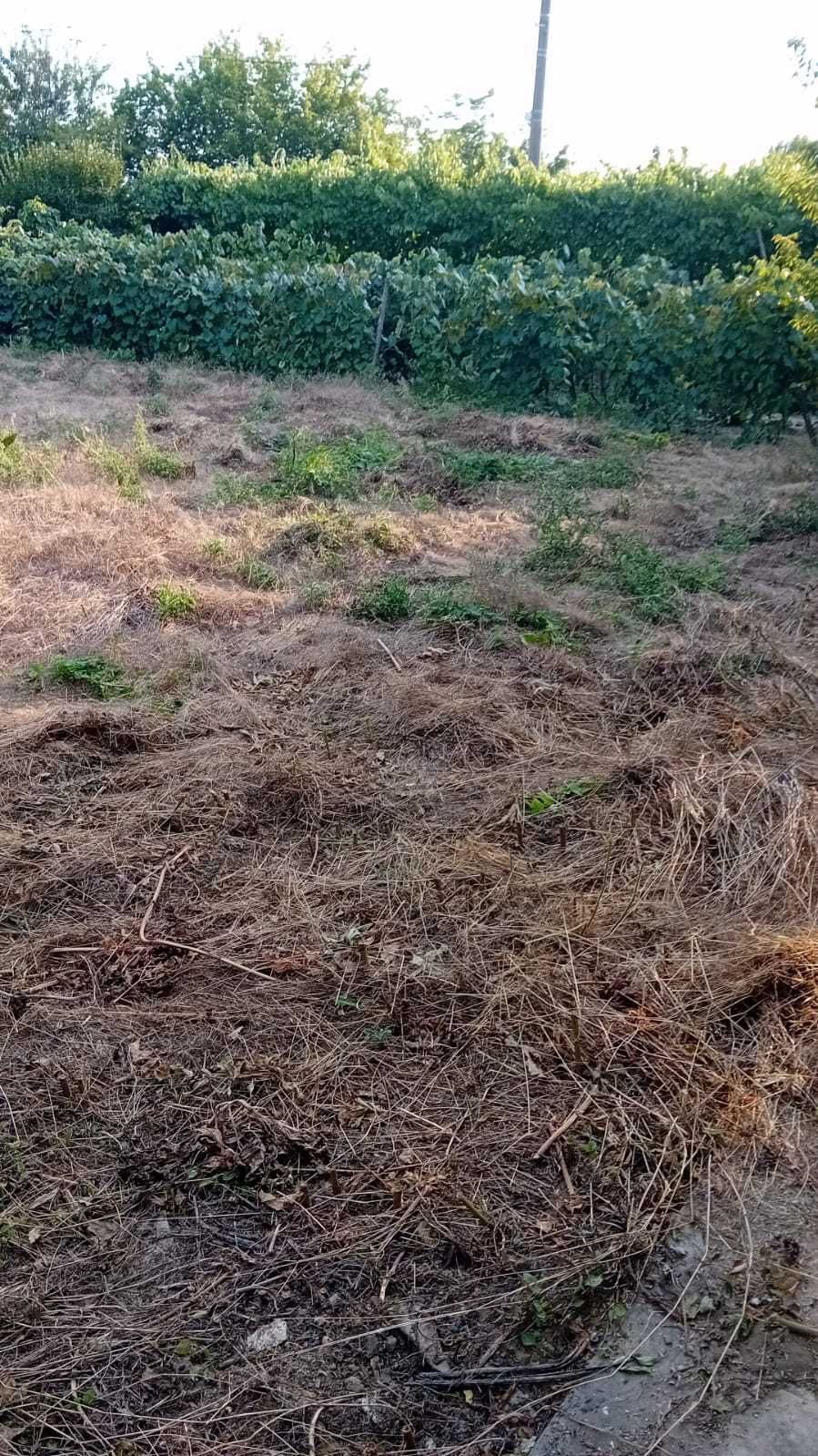 Casă din cărămidă - Vetrișoaia, Bumbăta - VS