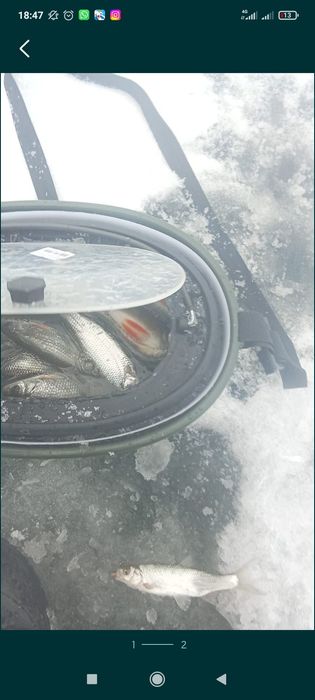 Живец для ловли  хищной рыбы