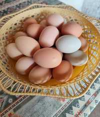 Vând ouă de găină proaspete de țară