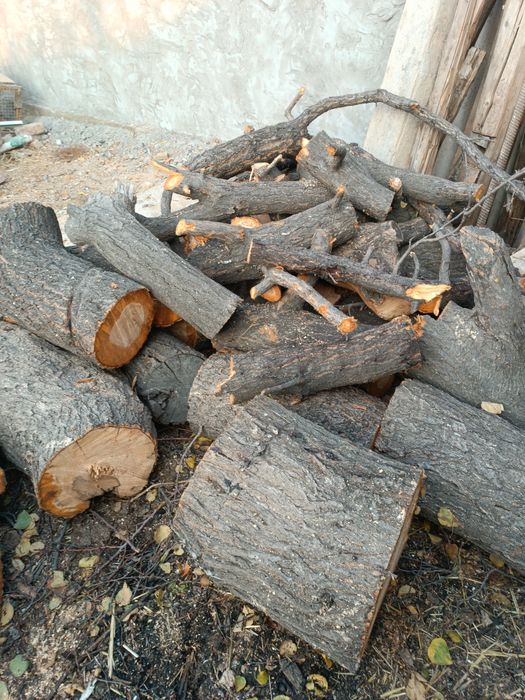 Ўтин сотилади Ўрик дарахти.