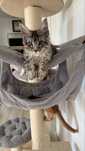 Maine coon femela black silver tabby