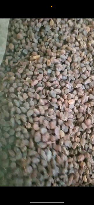 Mayiz sotiladi. Qora kishmish, osh mayiz. Soyaki mayiz