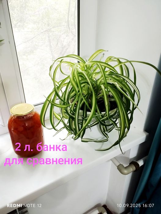 Комнатные растения цветы