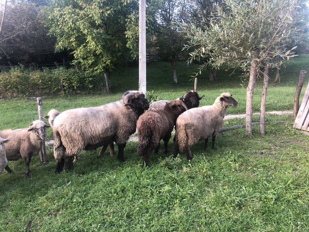 Berbec de vânzare