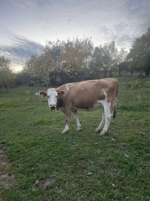 Vând 3 vaci bune de lapte